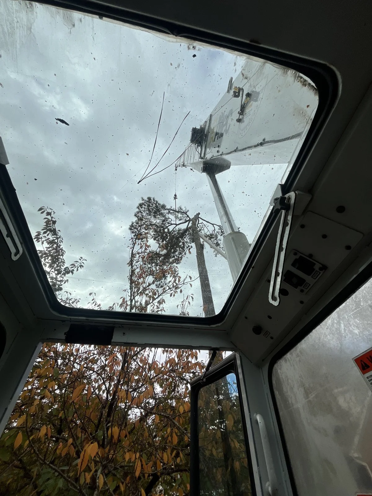 Professional Tree Removal Service in Virginia Beach by Mike's Tree Service
