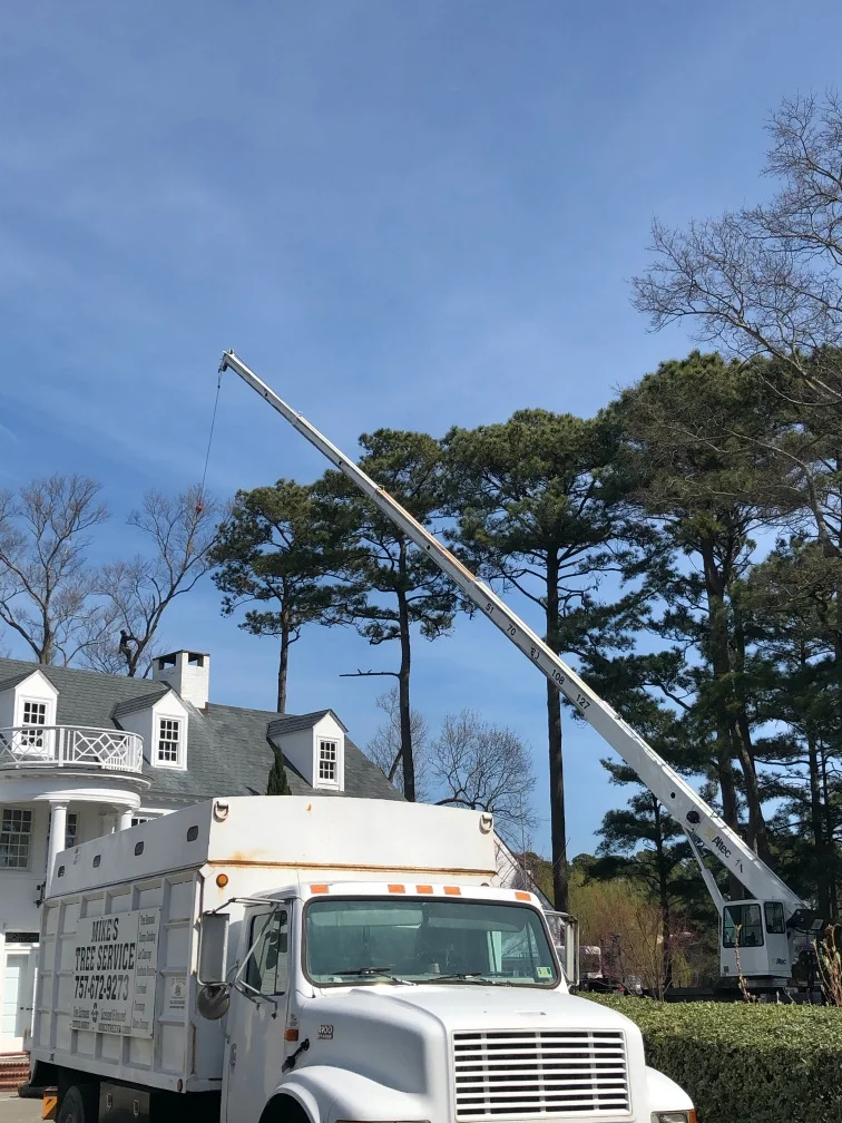 Professional Crane Service for Safe Tree Removal Near Homes Virginia Beach