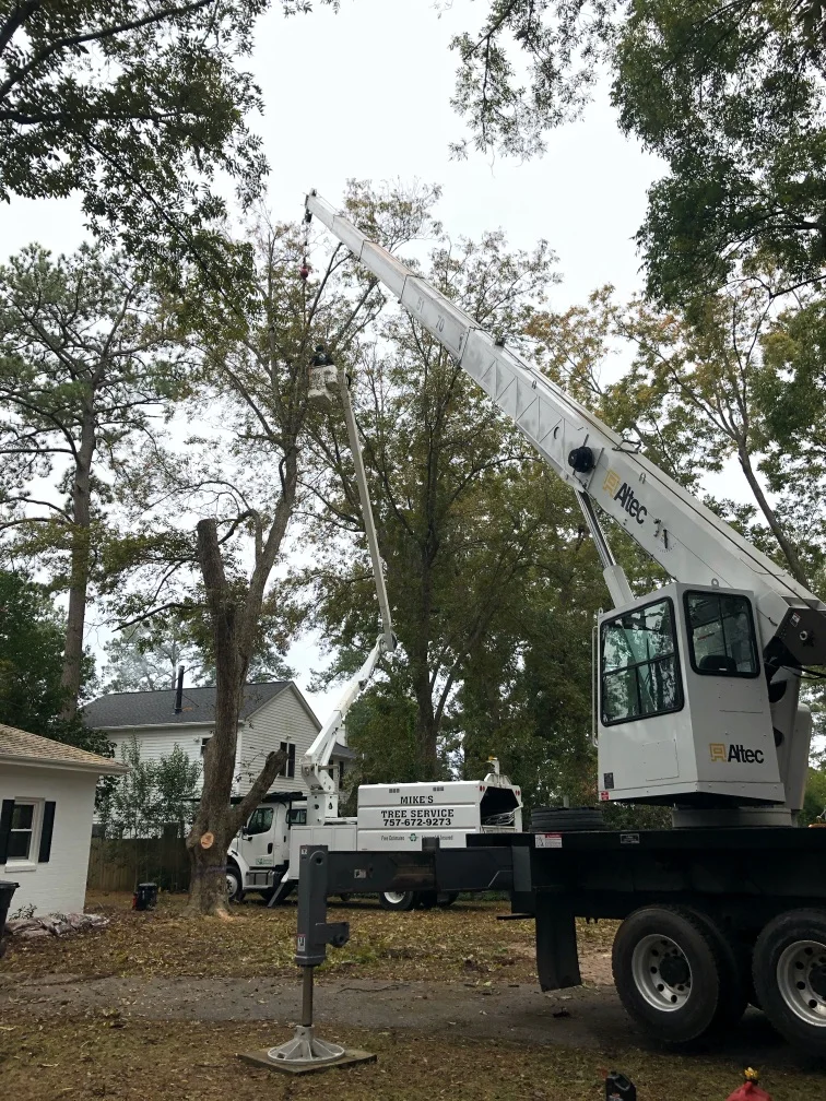 Professional Crane Service for Large Tree Removal Near Structures Virginia Beach
