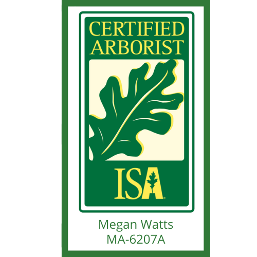 Certified Arborist