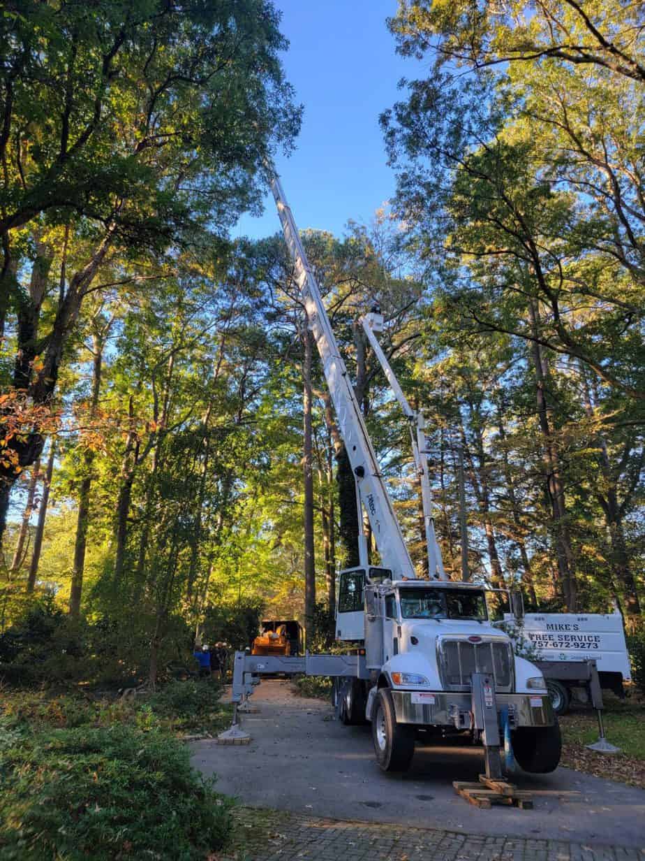 Tree Trimming and Pruning in Virginia Beach